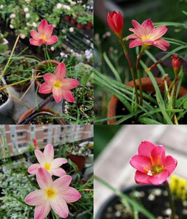 带个香字, 做亲子活动, 种球覆土